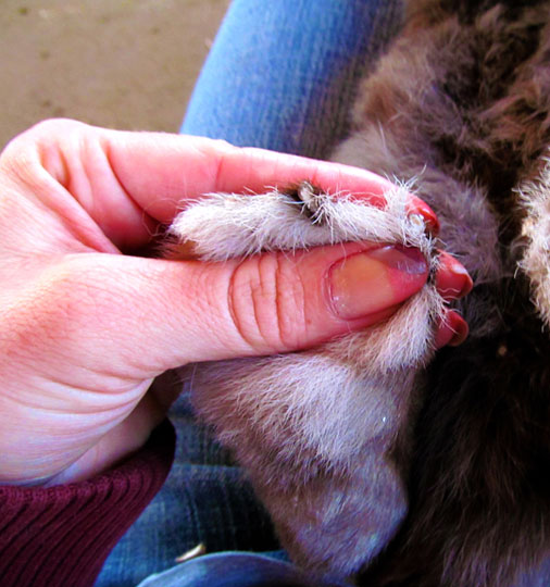 clipping rabbit nails